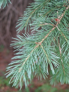 Abies bifolia